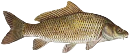 carp